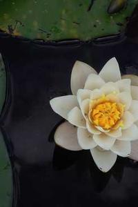 官场风云苹果版下载